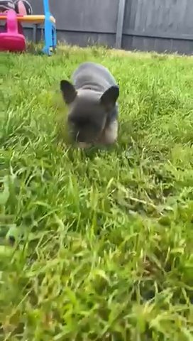 @leicester_frenchies in Leicester
