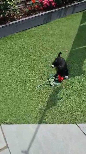 jackapoo pups in London