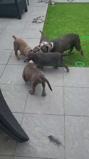 oldenglishbulldogge Puppies in London