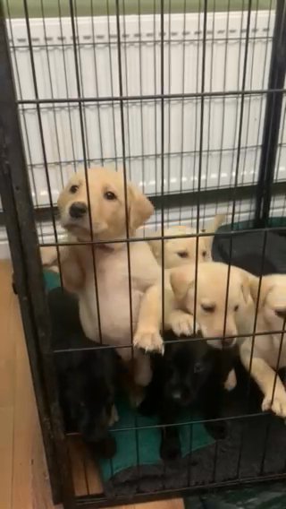 KC Registered Labradors / Health Tested Parents in Wakefield