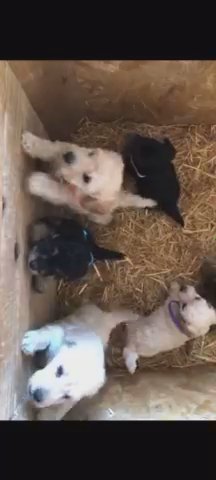 COCKAPOO PUPPIES READY TWO LEAVE 27TH JULY!❤️🐾🐶 in Bexley