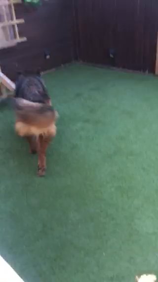 German Shepherd Long Coated Girl in Birmingham