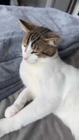 MALE TABBY in London