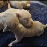 Pocket Bully x American Staffordshire Puppies in Bedford