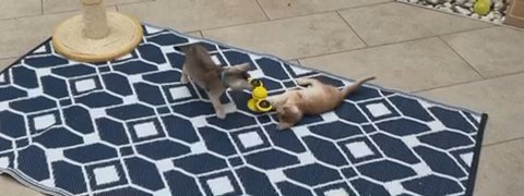 Playful kittens in London