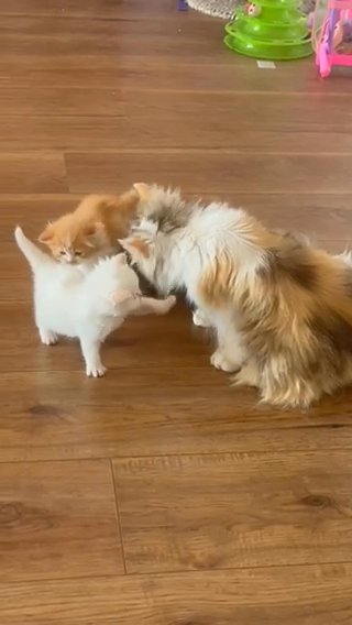 Ready Now REDUCED Last Girl Ragdoll Cross Maine Coon Kittens in Harlow