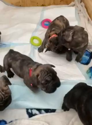 Big Rope French Bulldogs in North Tyneside