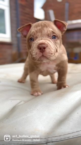 American Micro Bully Male Choc Merle in Lincoln
