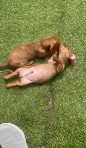 2 Mini Dachshund Boys Seeking Forever Home in Berkshire