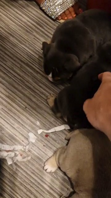 English bulldogs kc reg health test massively reduced last 2 in Derby
