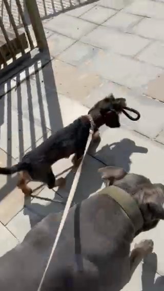 Daschund in County Durham