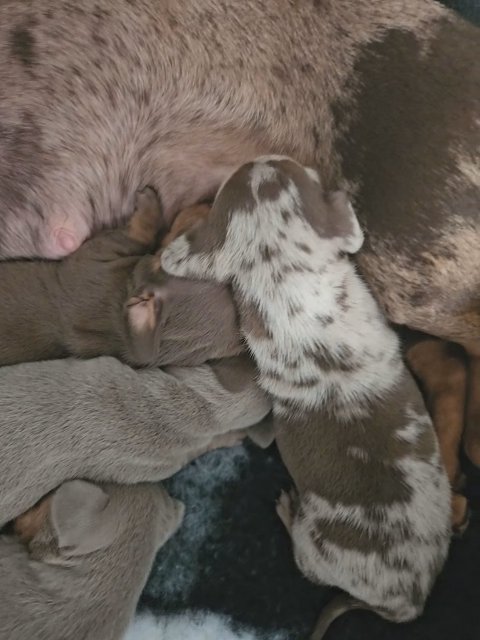 quality minature daschunds in Liverpool