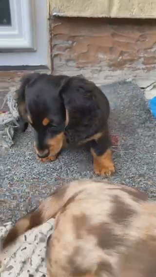 Long Haired Miniature Female in Cardiff