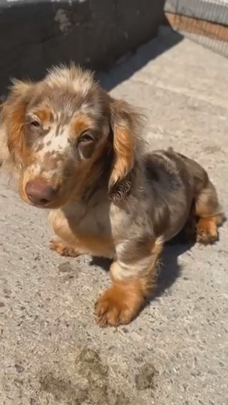 Long Haired Miniature Boy in Cardiff