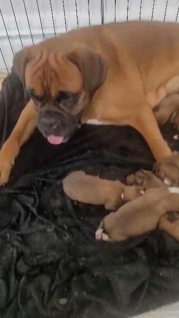 bobtail red kc boxer puppies in Liverpool