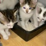 kittens for sale in London