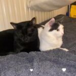 Britishshort hair mix looking for a new home in London