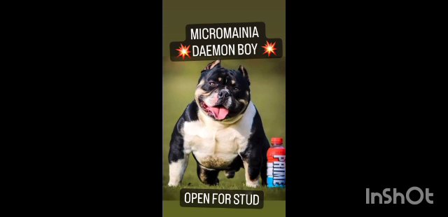 ABKC MICRO/POCKET BULLYS in Blackburn with Darwen