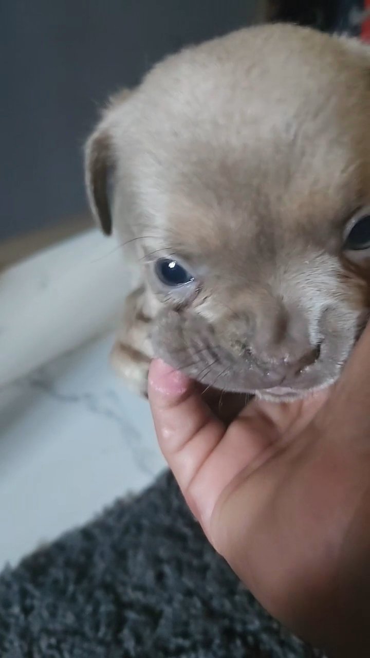 fluffy french bulldog in Manchester