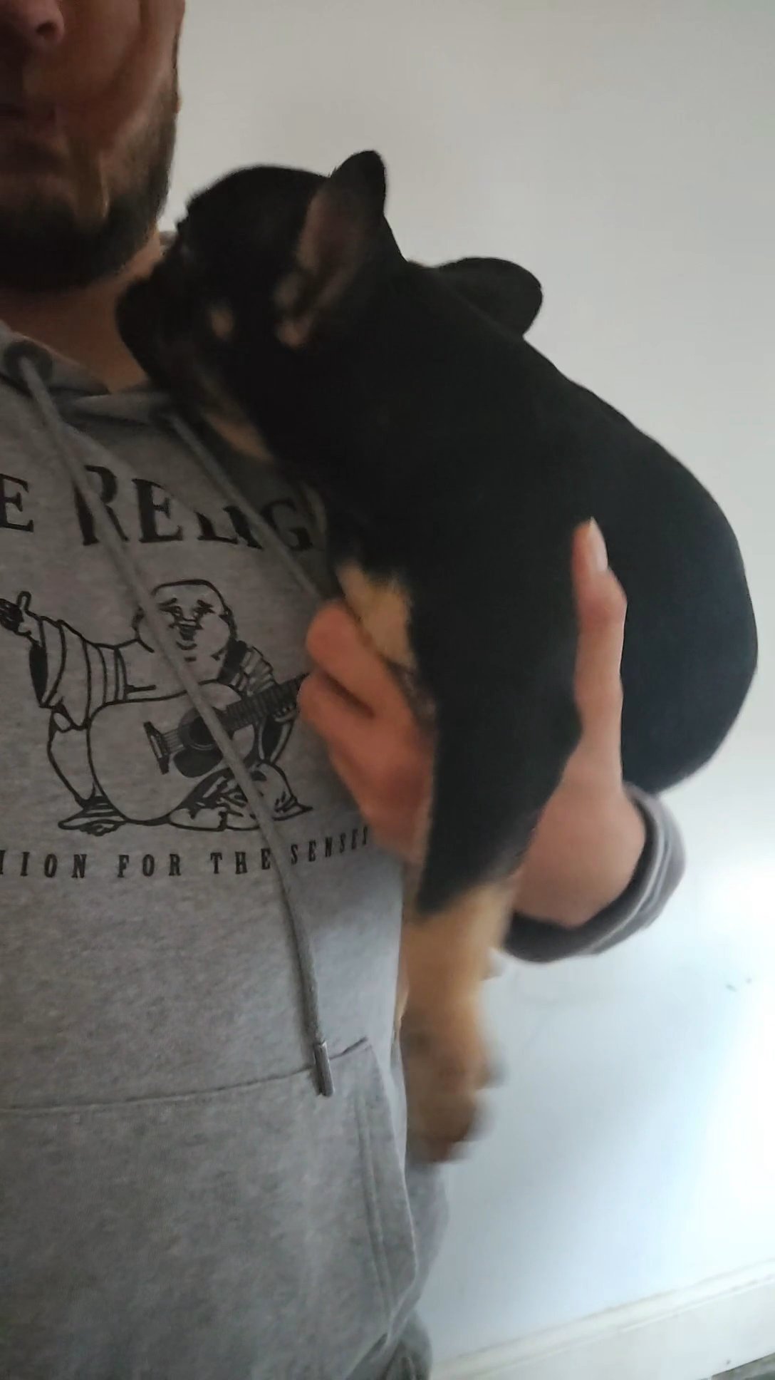 French bulldog male in Birmingham