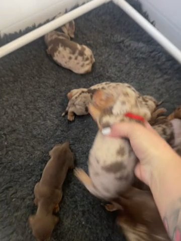 3 Left KC Registered Miniature Dachshund Litter in Preston