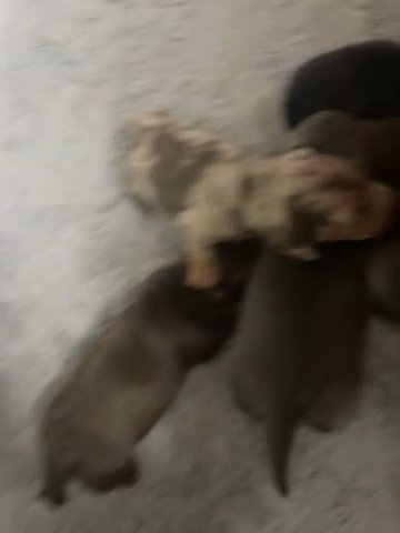 1girl Left-Litter of Miniature Dachshund Puppies in Preston