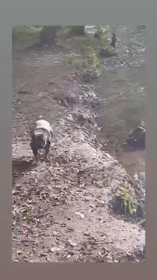 Frenchbulldog Boy For Sale in Birmingham