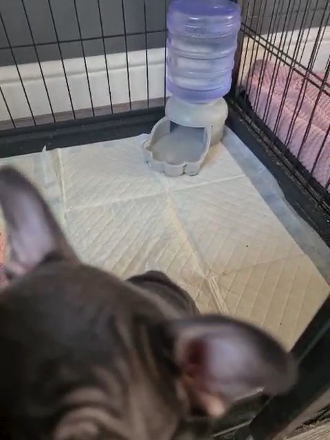 ready now French bulldogs in Walsall