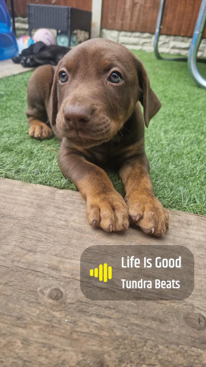 LAST 2!!!!Doberman x bull greyhound puppies in Doncaster