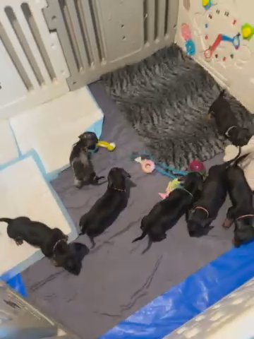 Miniature Dachshund Puppies in London