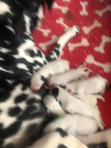 Kc Dalmation Puppies in Doncaster