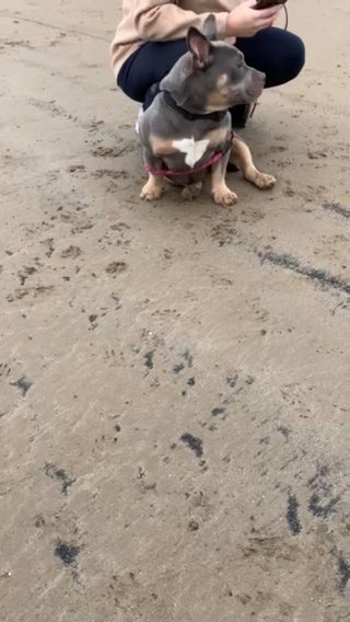 Blue Tri American Pocket Bully Female in Rhondda Cynon Taf