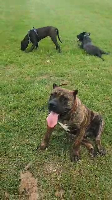 16 month old male presa canario in Derby