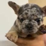 Micro Frenchies in Leicester
