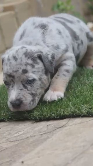 BLUE TRI MERLE FULL TICK GIRL in Bournemouth