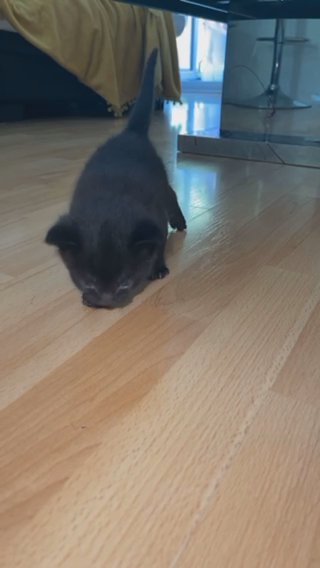Tuxedo Kitten in London