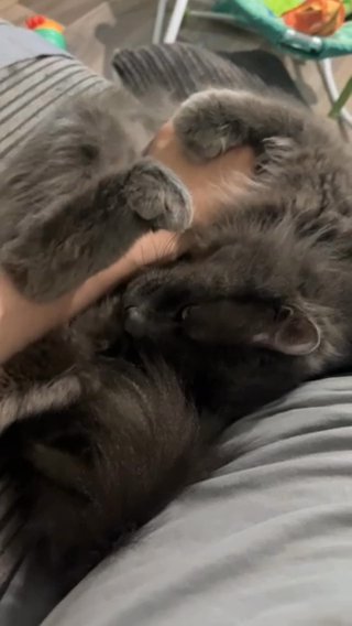 Kittens in Nottingham