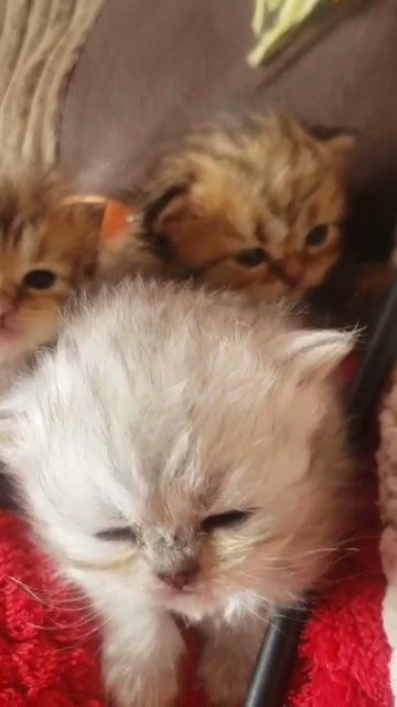 kittens in Derbyshire Dales