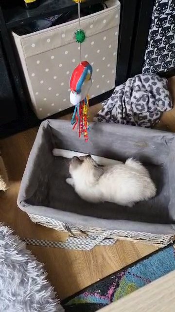 Siamese female kitten in London