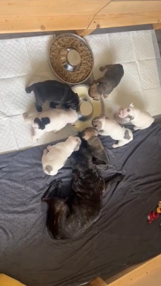 **Beautiful litter of French Bulldog Puppies** in Fife