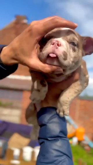 4 Month Old Choc Merle Micro Bully Female in Lincoln