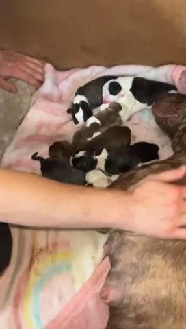 Pups For Sale in Swindon