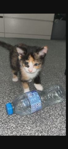 Kittens For Sale! in Southwark