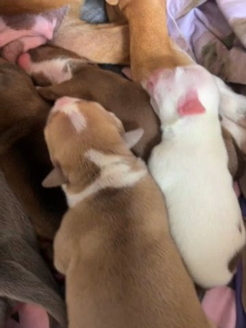 1 American bully left ?? in Nottingham