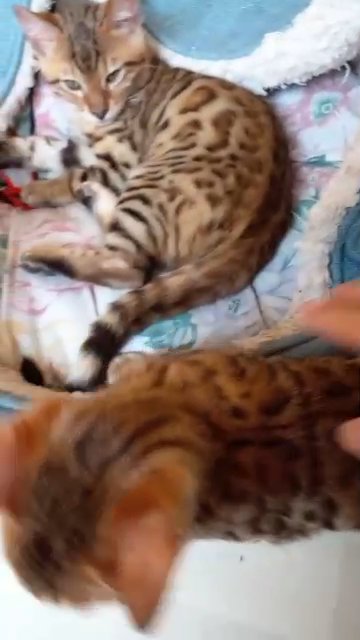 predigree active bengal girl for breeding in London