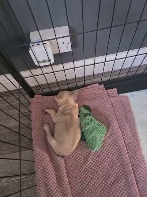 French bulldogs ready now in Walsall