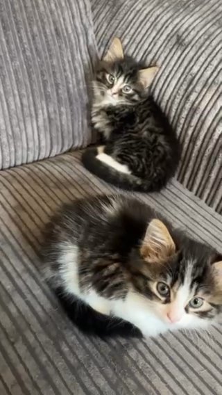Kittens in Nottingham