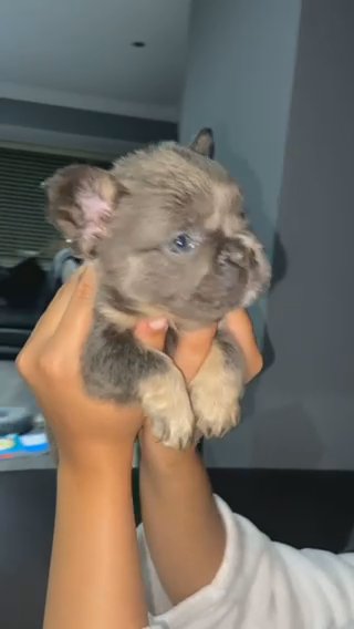 Fluffy French Bulldogs in Cardiff