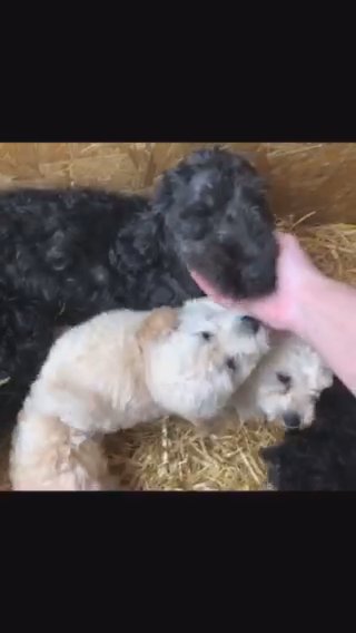 FB1 COCKAPOO PUPPIES READY TWO LEAVE 27TH JULY🐾🐶 in Bexley