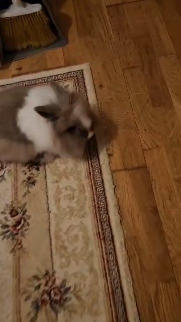 Lionhead rabbit in Croydon